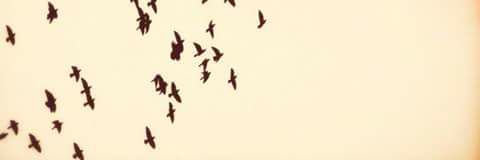 MaryAleaga1's profile banner image