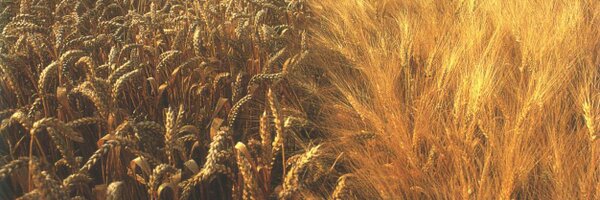 LeLevain Profile Banner