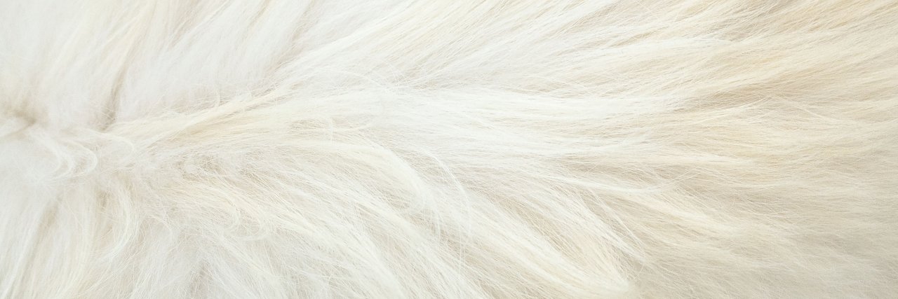 WASAO_official's profile banner image