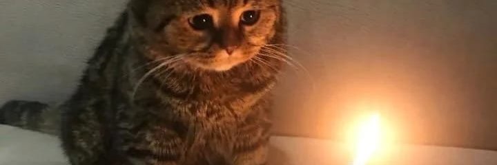 🔞 𝗬𝗮𝗸𝘂 🐾 banner