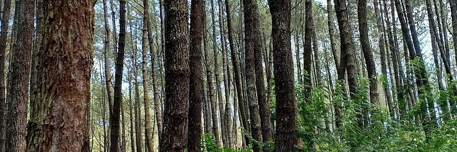msyawali's profile banner image