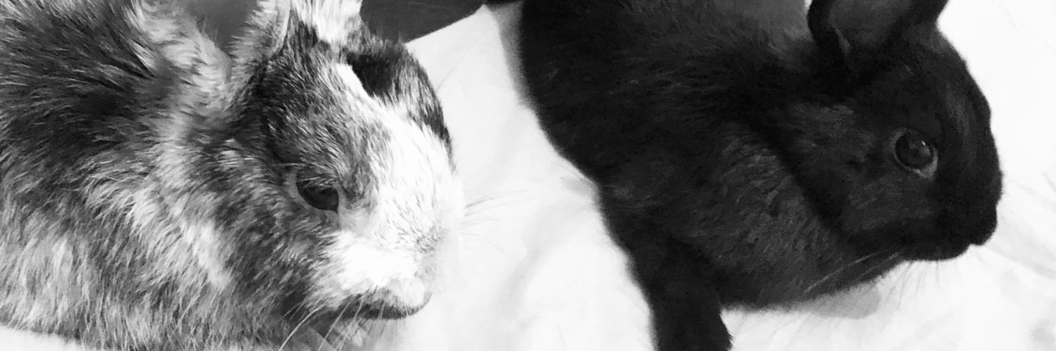 picavetchloe22's profile banner image