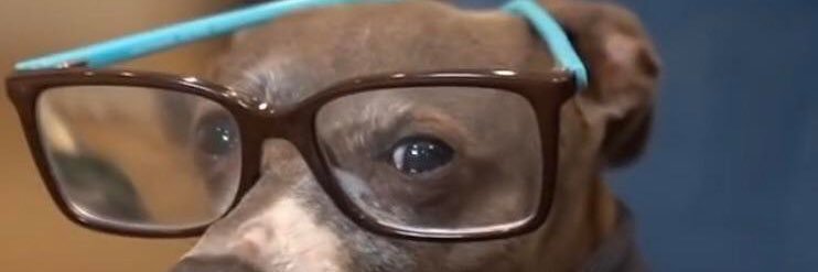CacDoggy's profile banner image