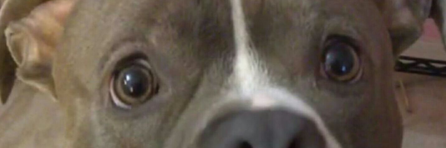 Critchin's profile banner image