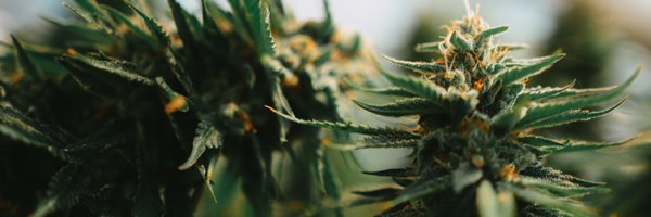 stigmahemp Profile Banner