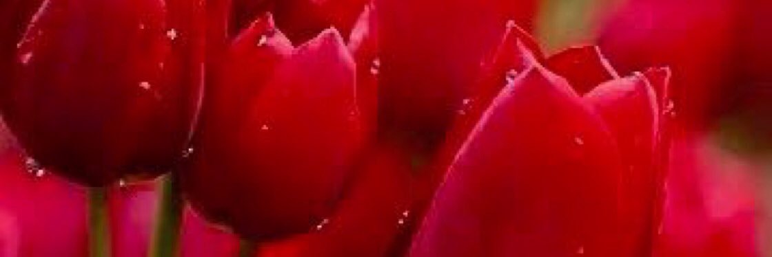 46Ieliena's profile banner image