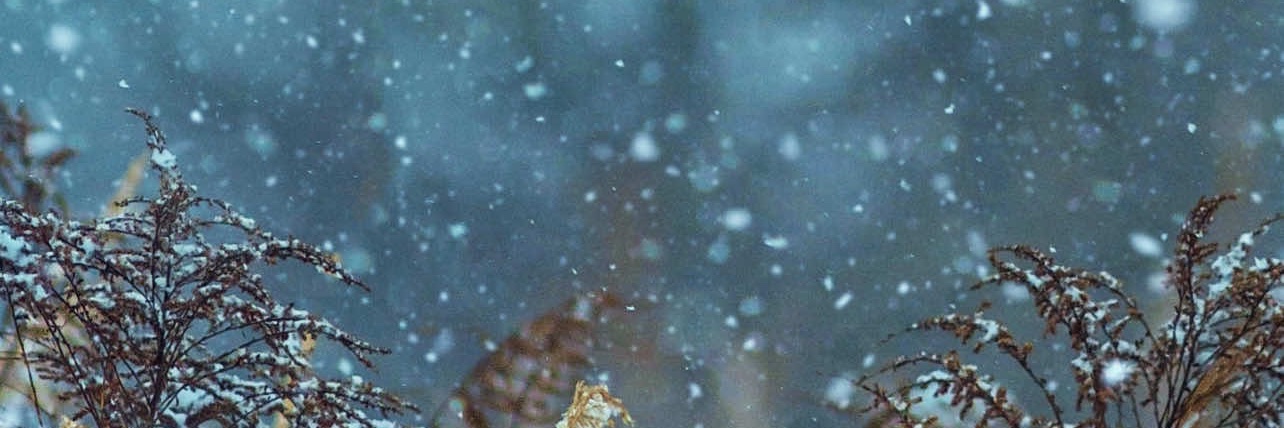 misstarebear's profile banner image