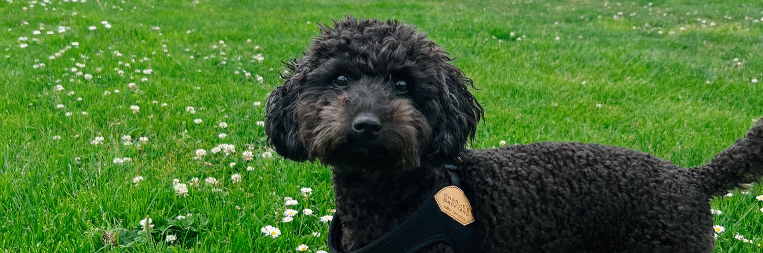cocochiapet's profile banner image