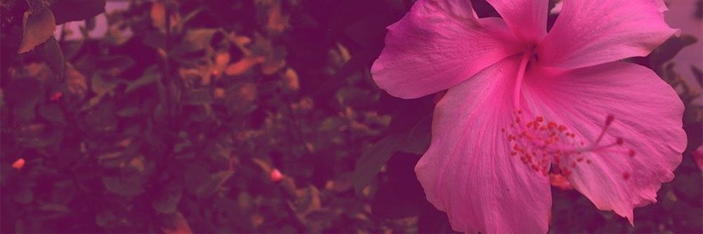 Mighty SISTAR 🌺 banner