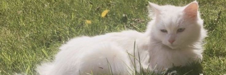 yourlbby's profile banner image