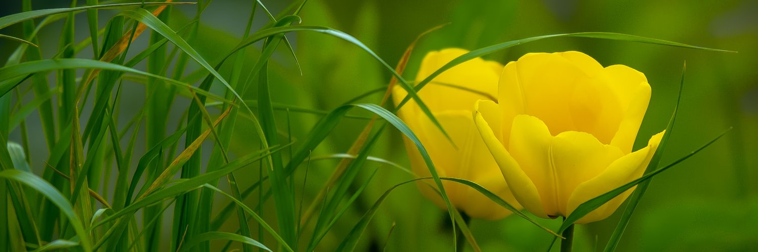 kabboliate's profile banner image