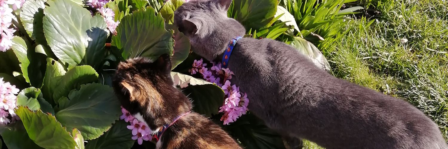 Diana V 🇮🇹 banner