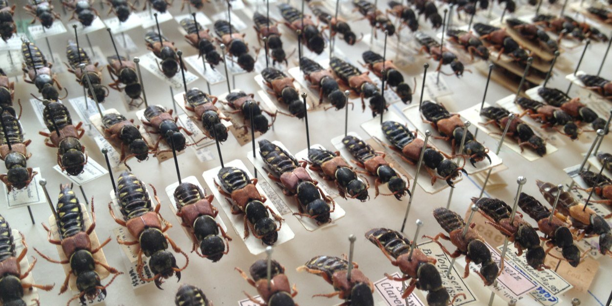 Jordan Rainey banner