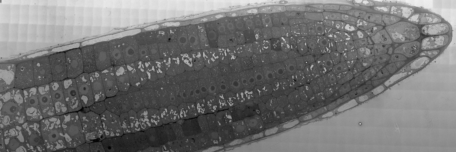 Damien De Bellis banner