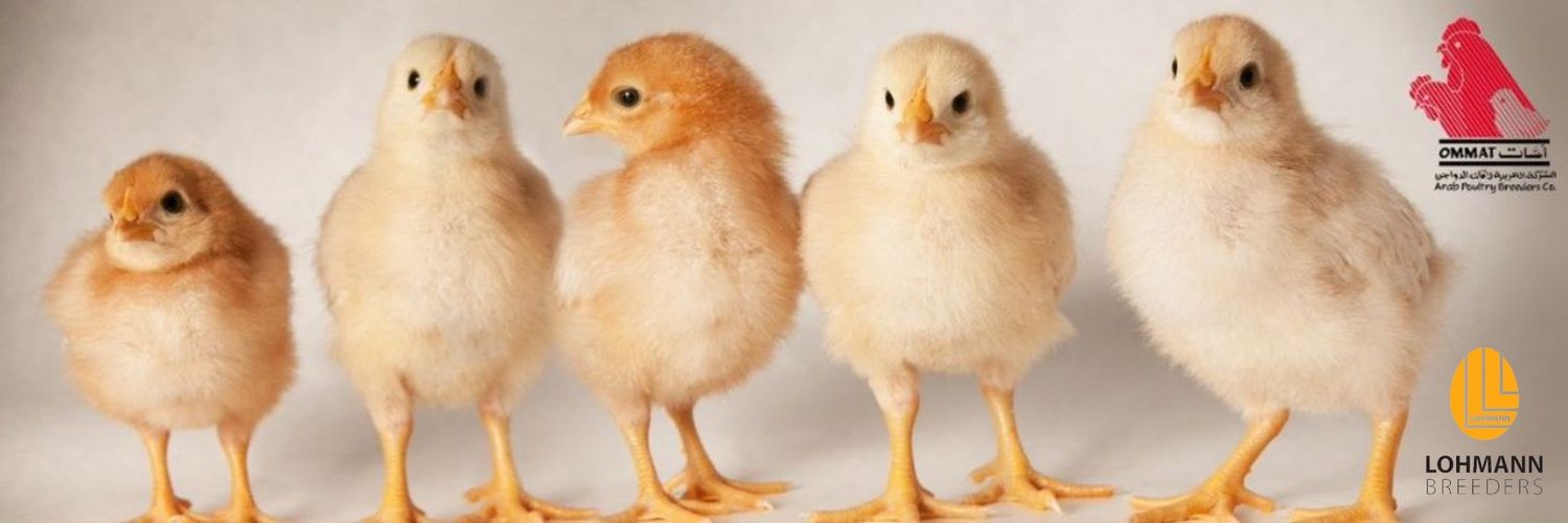 Arab Poultry Breeders Co. - OMMAT KSA banner