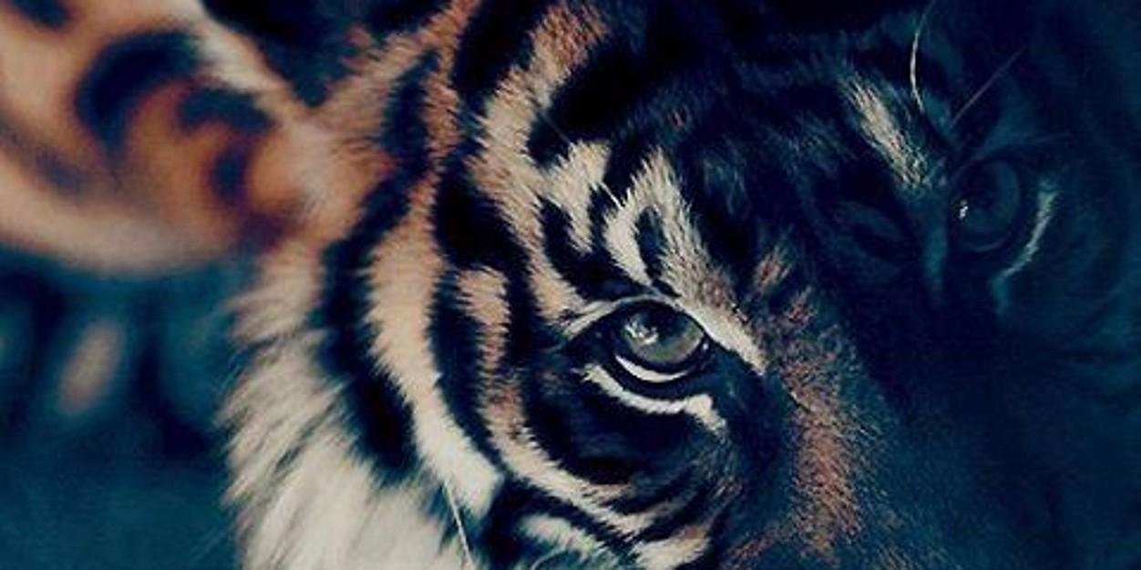 Diego banner