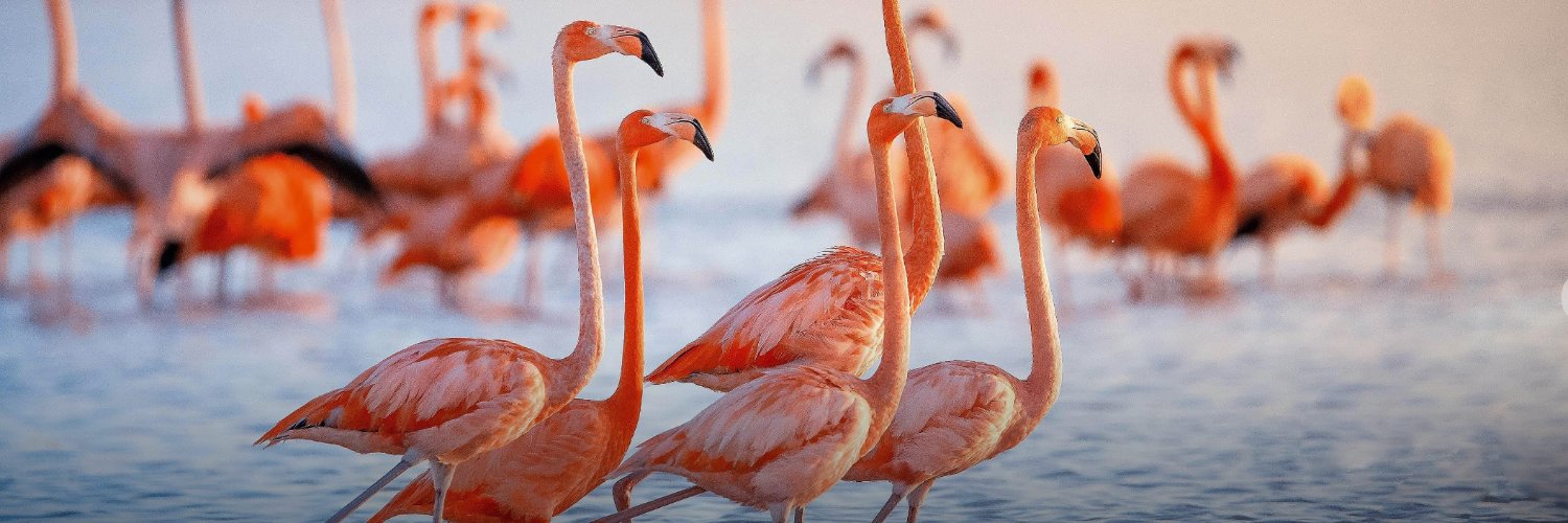 RuberRuber🦩 banner