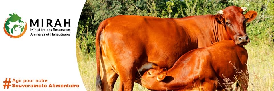 Ministère des Ressources Animales et Halieutiques banner
