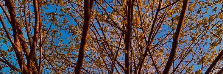 _Camilacost's profile banner image