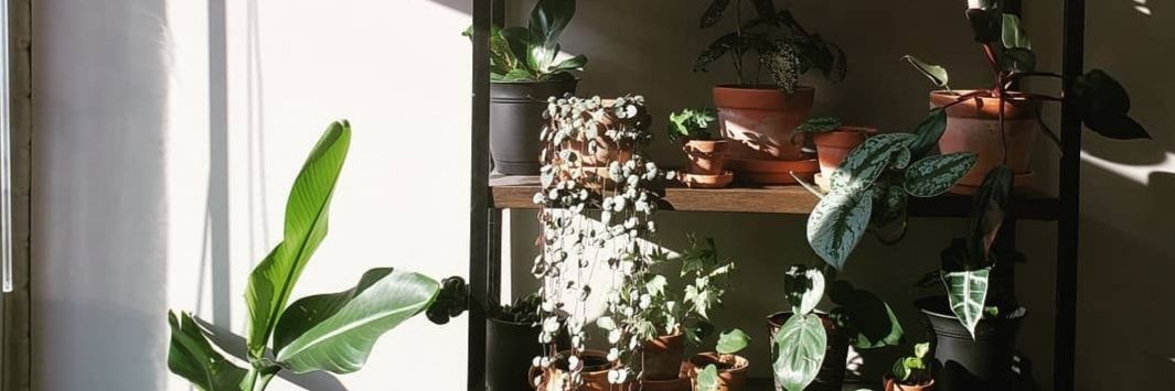plantlabdesign's profile banner image