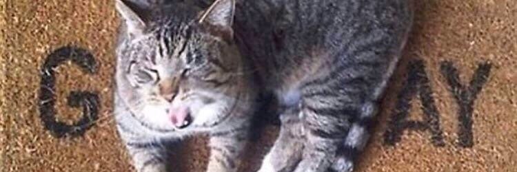 Mint Flavour Moth banner