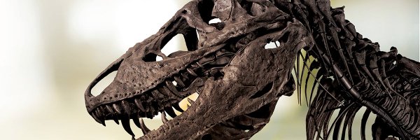 NHMLAC Profile Banner