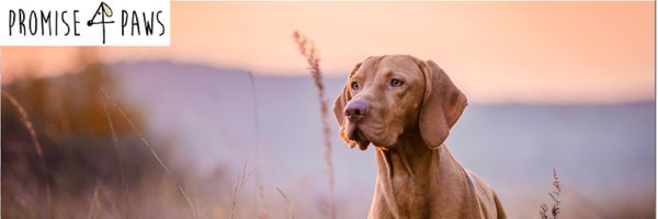 4_promise Profile Banner