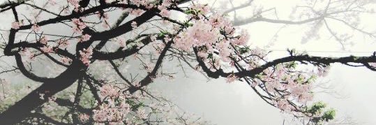 berry :3 🇵🇷 banner