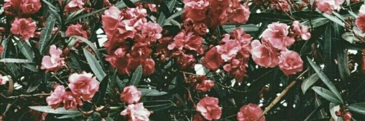 Thays banner