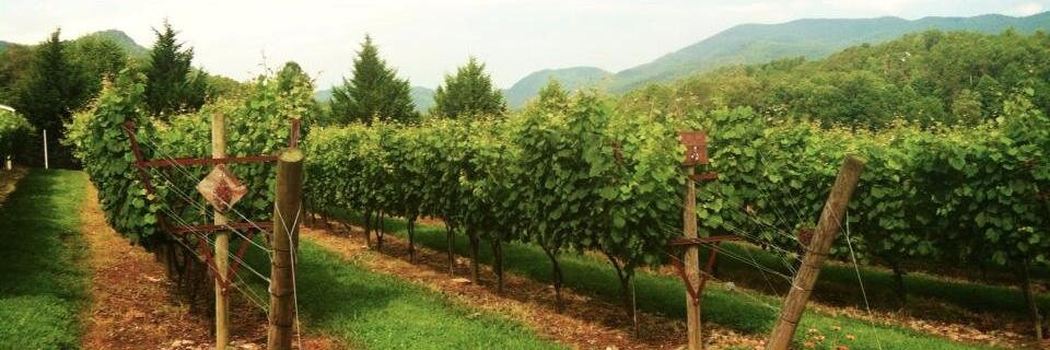 12 Spies Vineyards banner