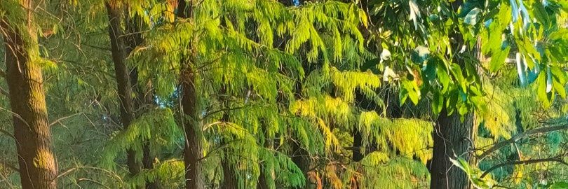 色色的宠老婆 banner