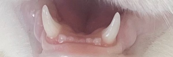 inquuit Profile Banner