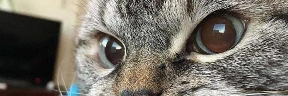 CarlangasDude's profile banner image