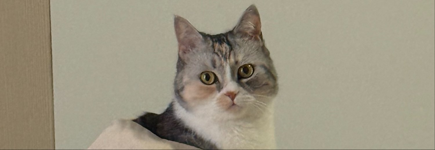 knhomphing's profile banner image