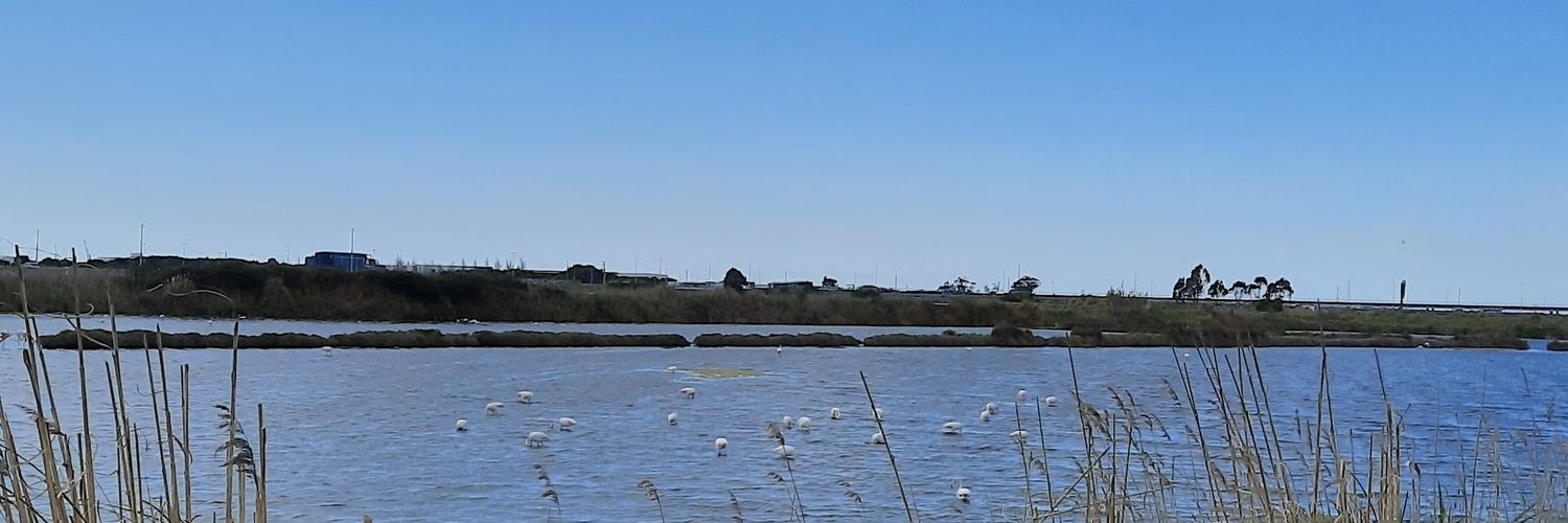 Beatriz H. Ferreira banner