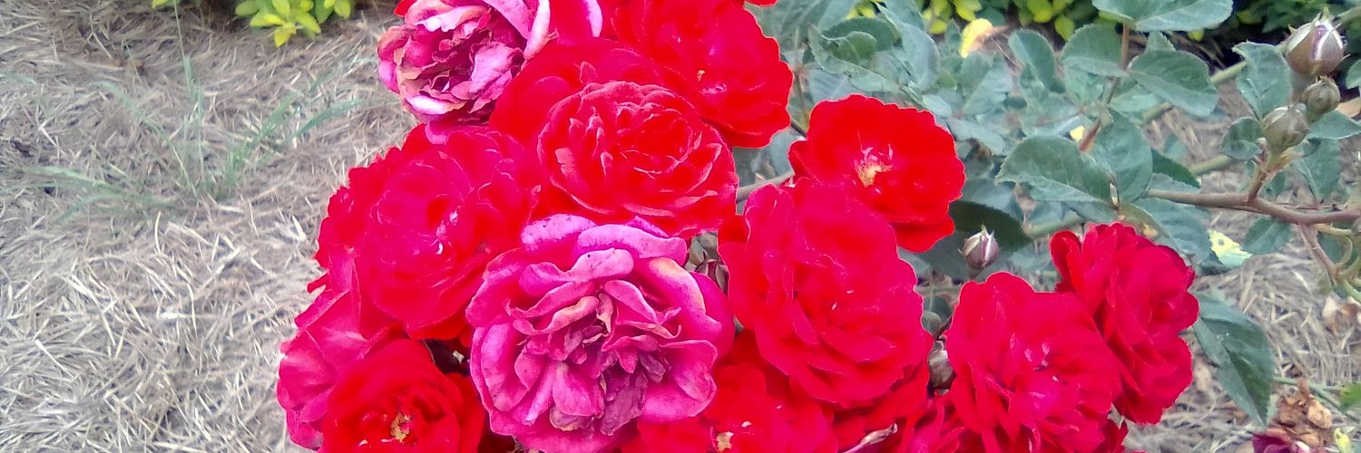 AcenJuliet2's profile banner image