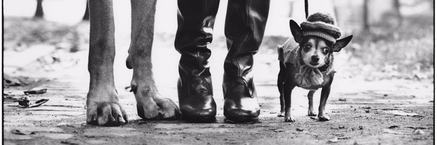 Marius Riviere banner