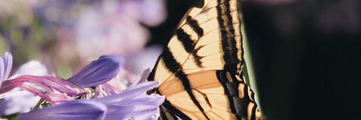rachaelalbin's profile banner image
