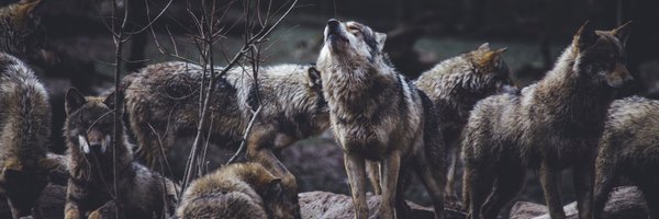 unevadalib Profile Banner