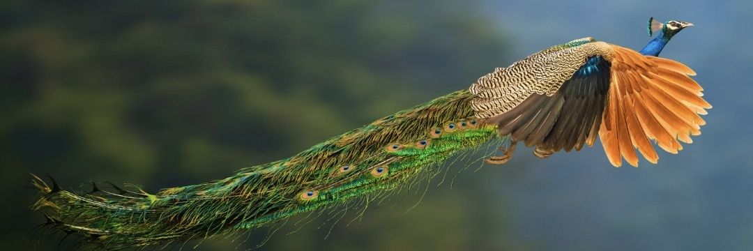 _bezizA's profile banner image