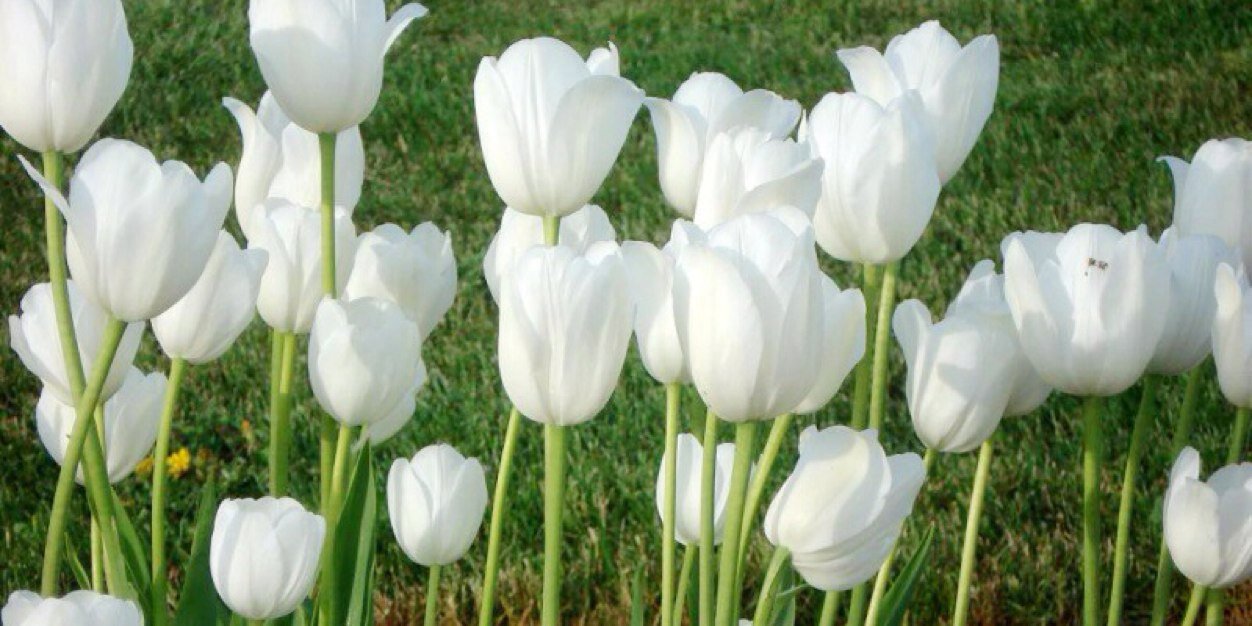 Merina_Ap's profile banner image