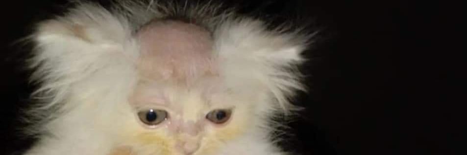 kattycasanova12's profile banner image