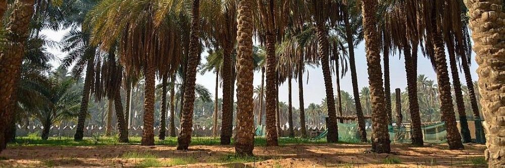 منصة القصيم 🌴 banner