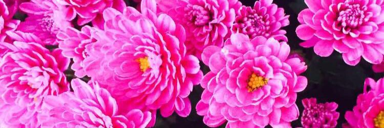 amberjohnson___'s profile banner image