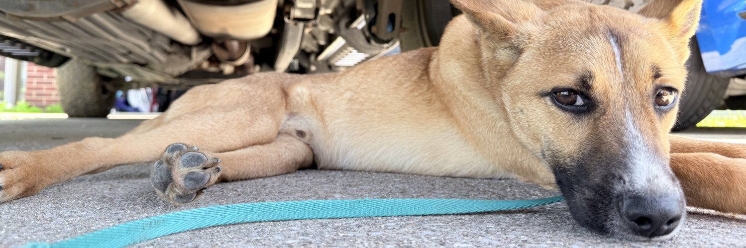 Vesmolol's profile banner image
