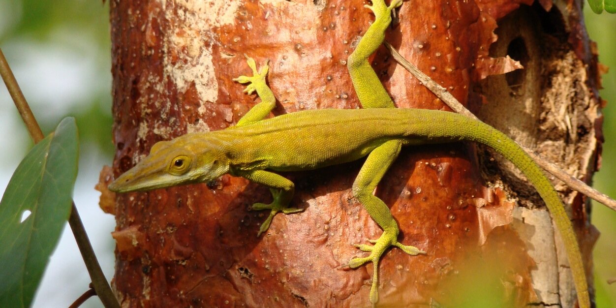 Thomas Sanger banner