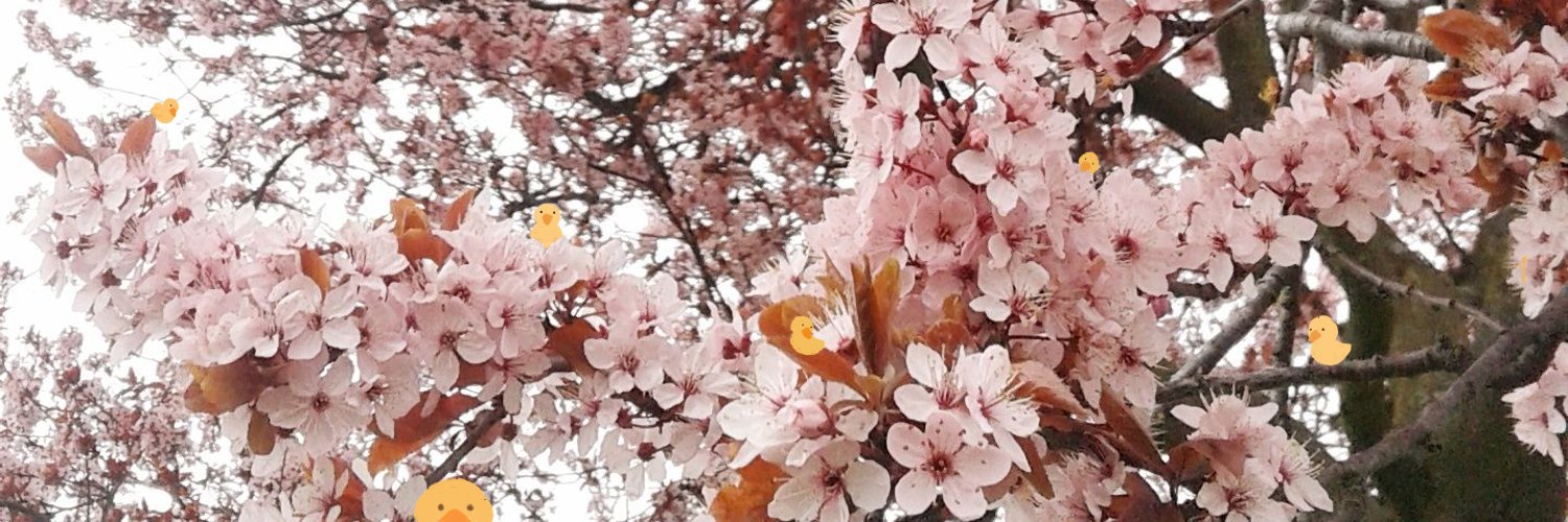 สะลิ🌼🌻 banner