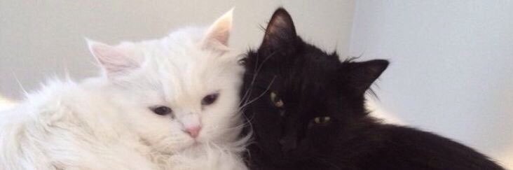 Ala⁷ banner