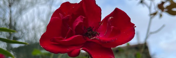 DelaramGlp Profile Banner