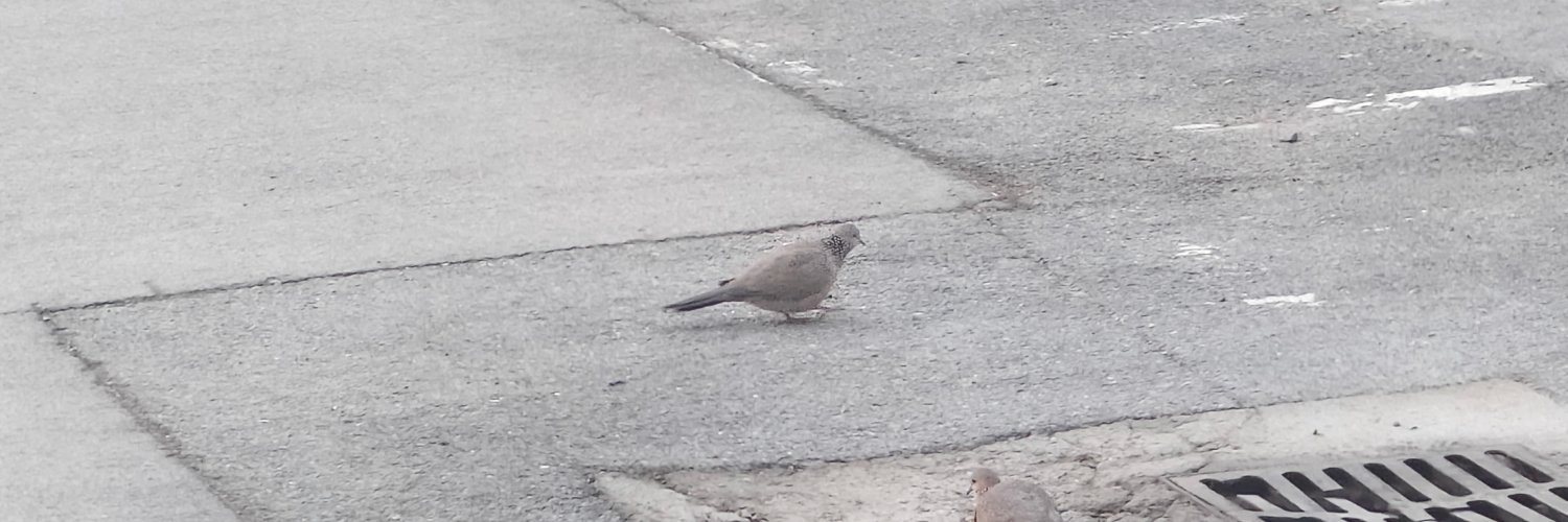 🍢🦊shan(comms open!!🥰🥰🥰) banner